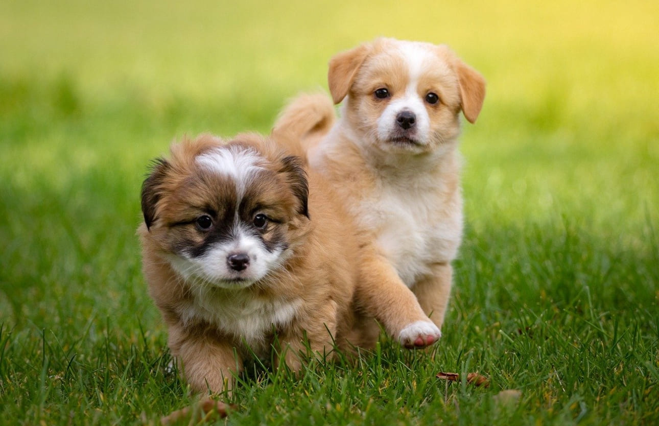 二匹の子犬